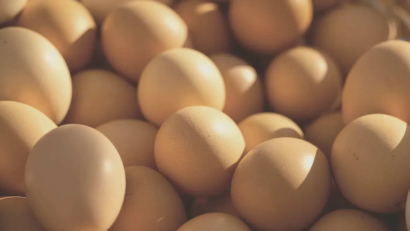 Bruna ägg, en proteinrik råvara
